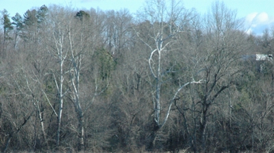 Organic Compost Photo